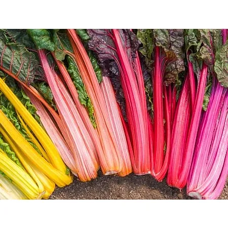 Demeter Bunter Mangold Rainbow von bingenheimer saatgut