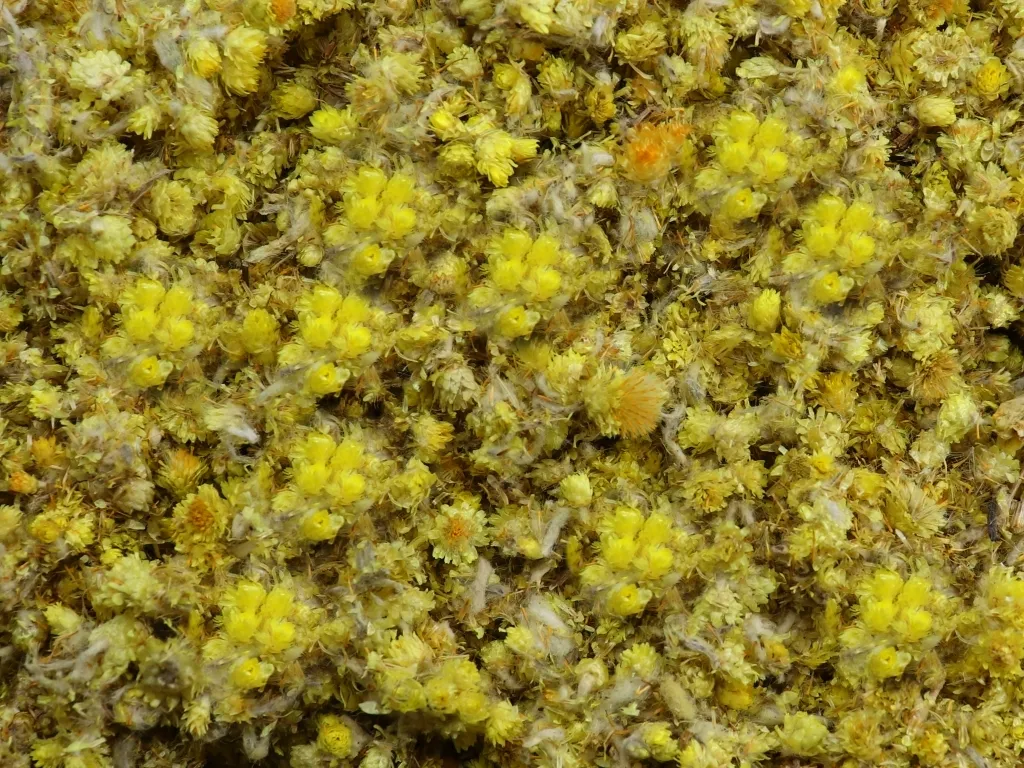 Ruhrkrautblüten / Katzenpfötchen gelb geschnitten