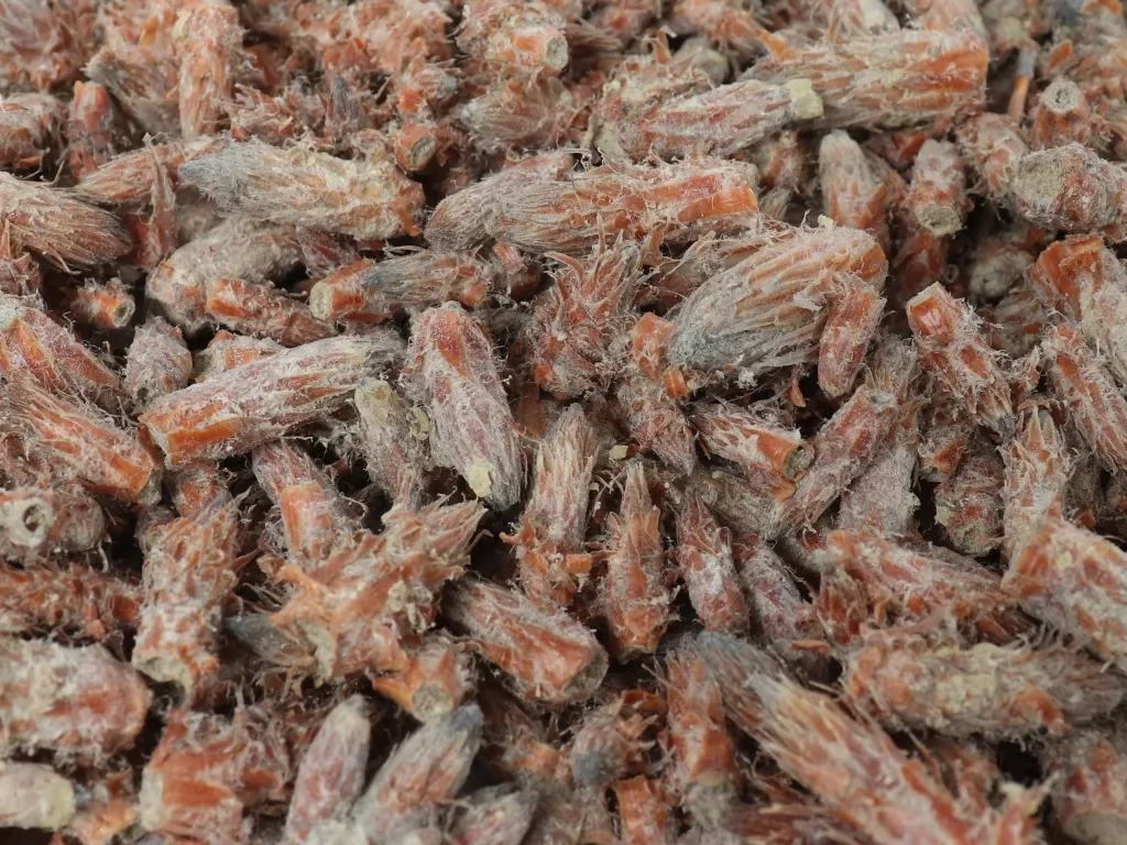 Kiefernsprossen bio ganz (100g) – Bild 2