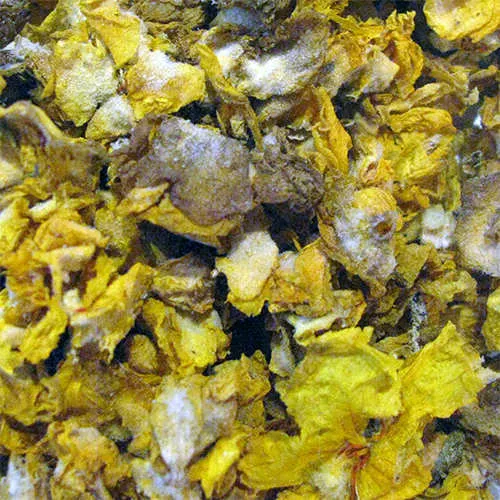 Wollbumenblüten / Königskerzenblüten ganz