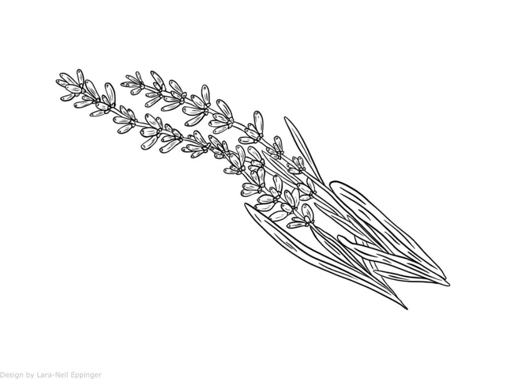 Klocke Lavendelöl – Bild 2