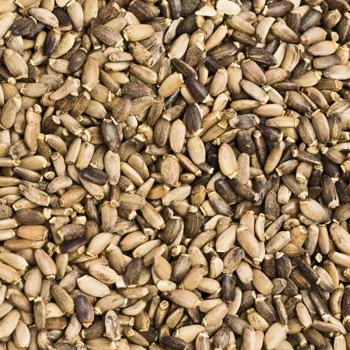 Mariendistelsamen/-füchte ganz