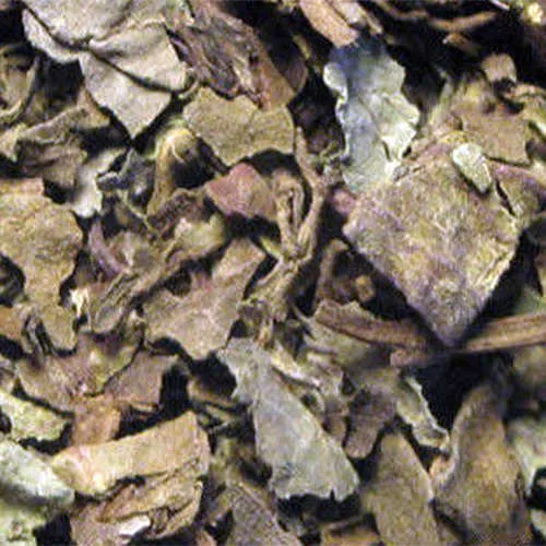 Orthosiphonblätter / Indischer Nierentee geschnitten