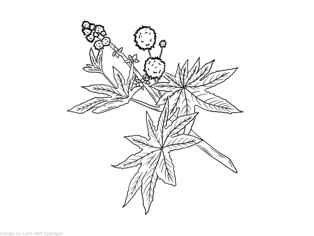 Klocke Rizinusöl kaltgepresst BIO (100ml) – Bild 2