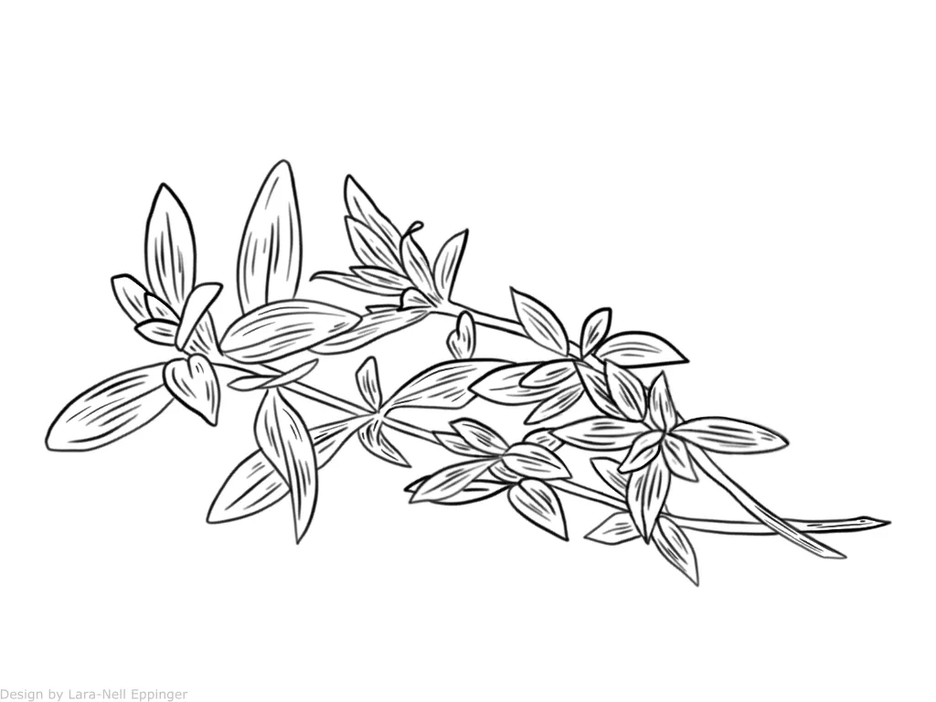 Klocke Thymianöl – Bild 2