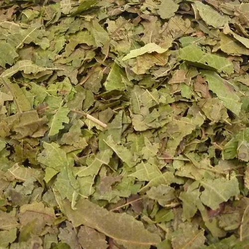 Walnussblätter geschnitten