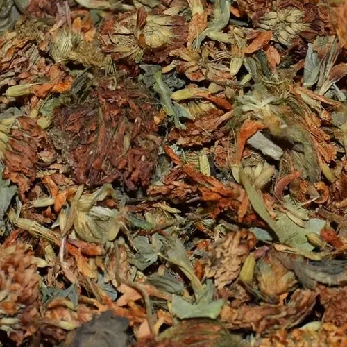 Kleeblüte weiß / Weißkleeblüten ganz