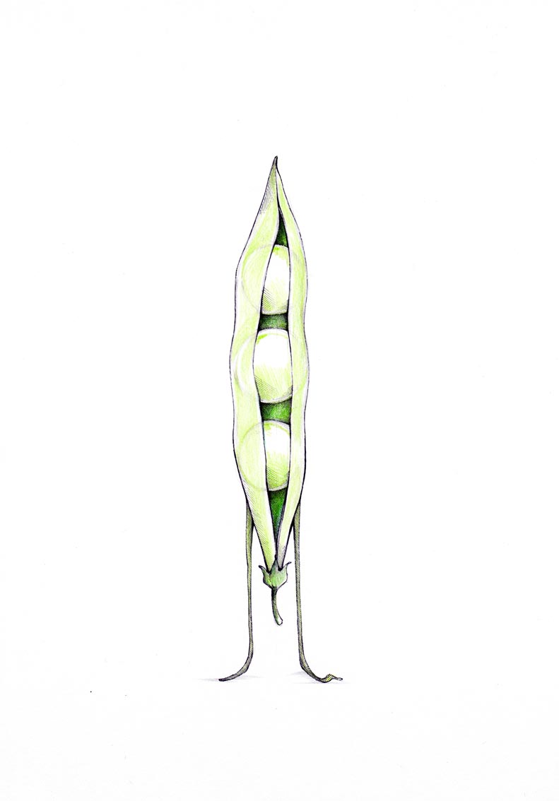 Exhibitionistische Erbsenschote