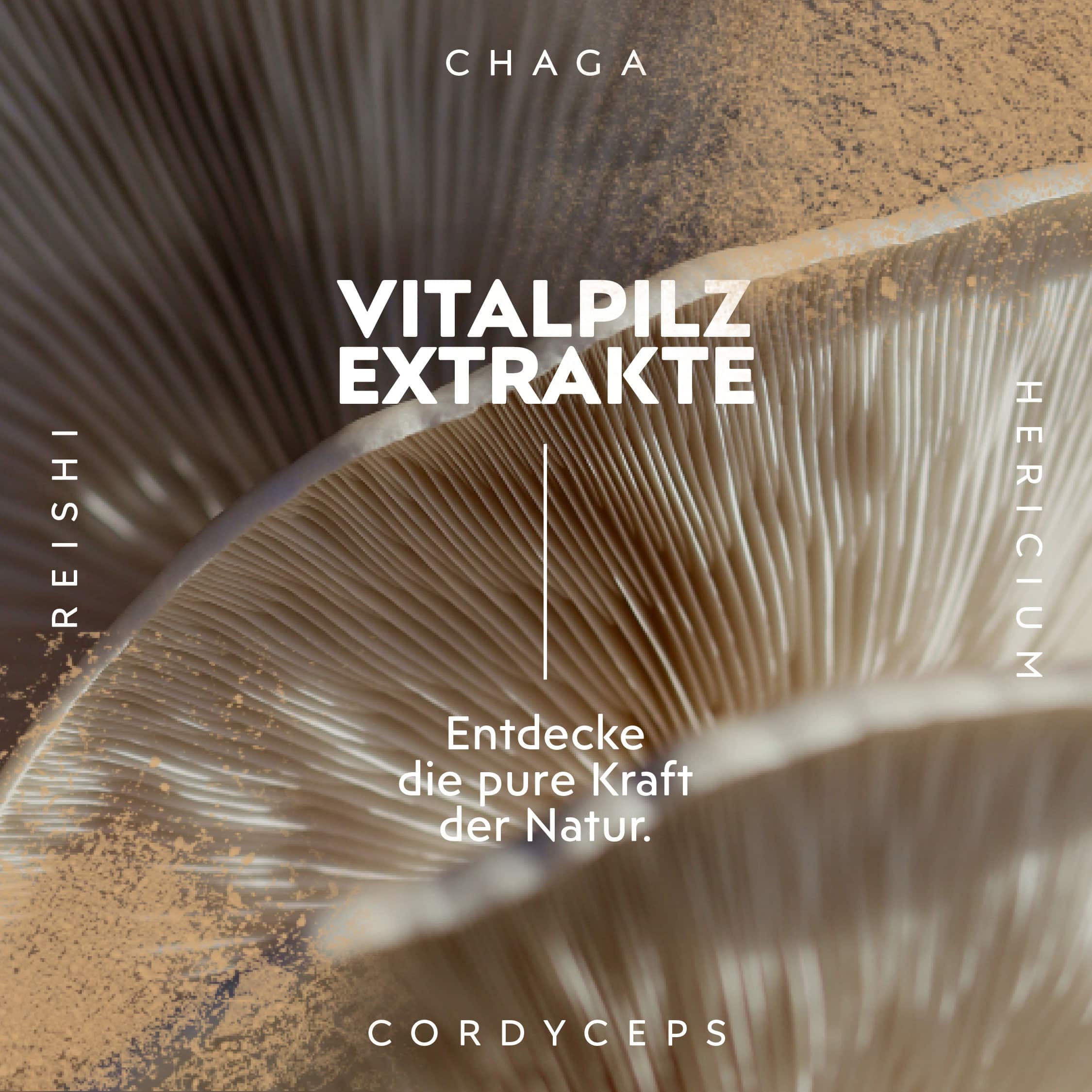 Bio Vitalpilz Extrakt Reishi, 35g – Bild 4