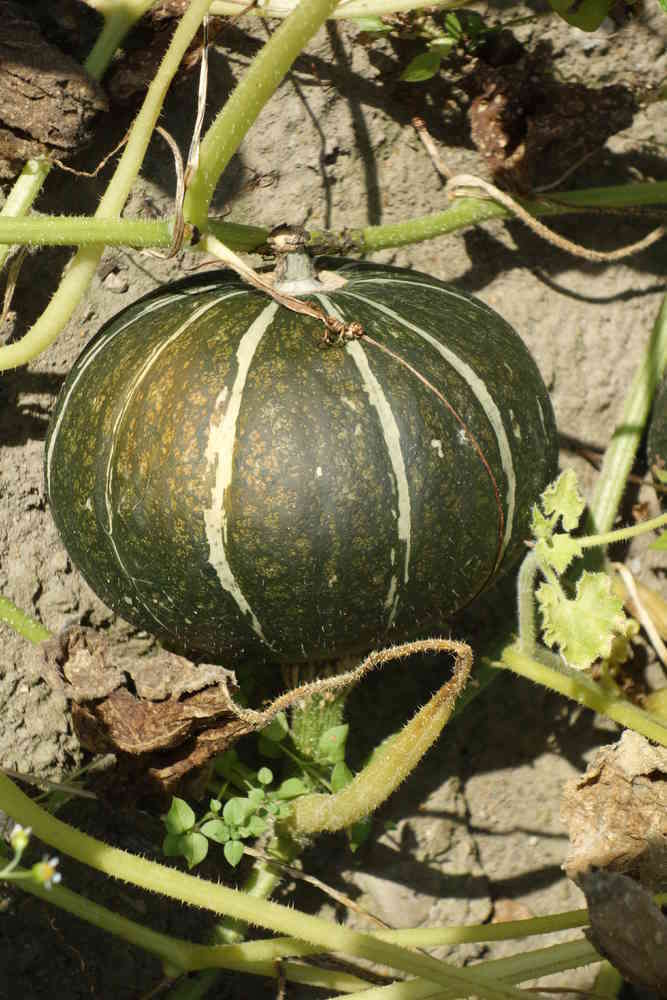 Hokkaido Kürbis grün – Mehrgewicht zur Bestellung 100g