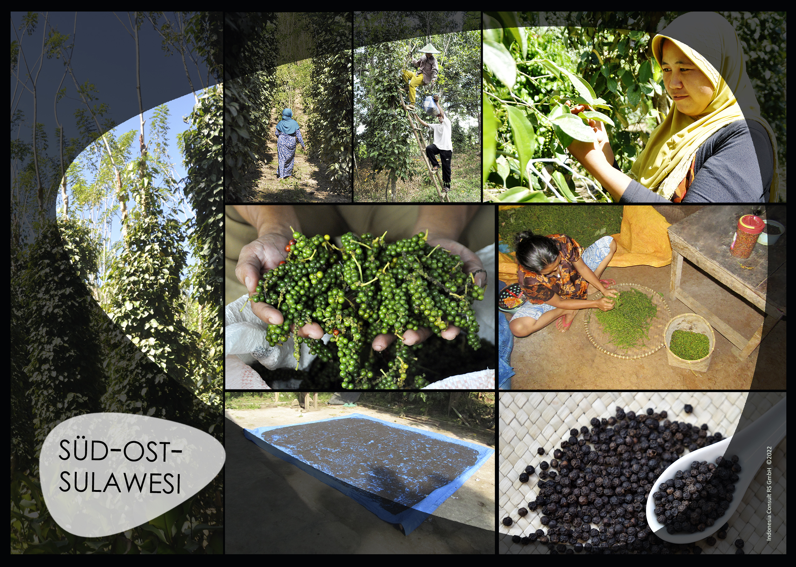 Schwarzer Pfeffer (Bio) – Indonesien – Bild 5