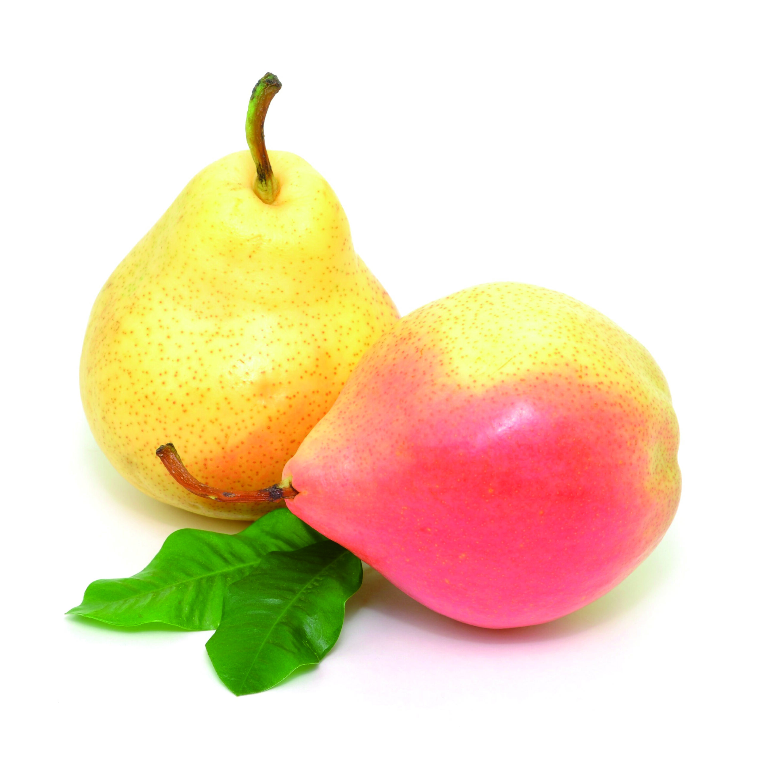 Petit Chocolate – Birne Zartschmelzende Schokotrüffel – Bild 3